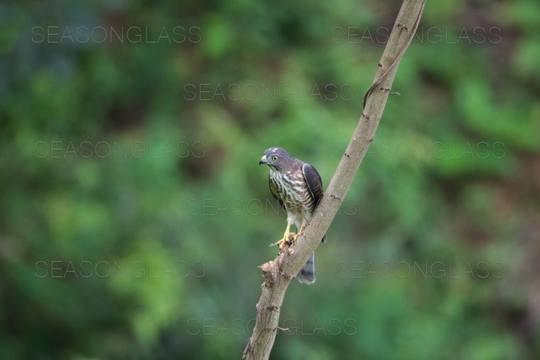 Young Chinese Sparrowhawk and Dragonfly