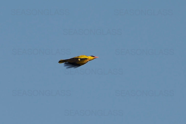 Black-naped Oriole