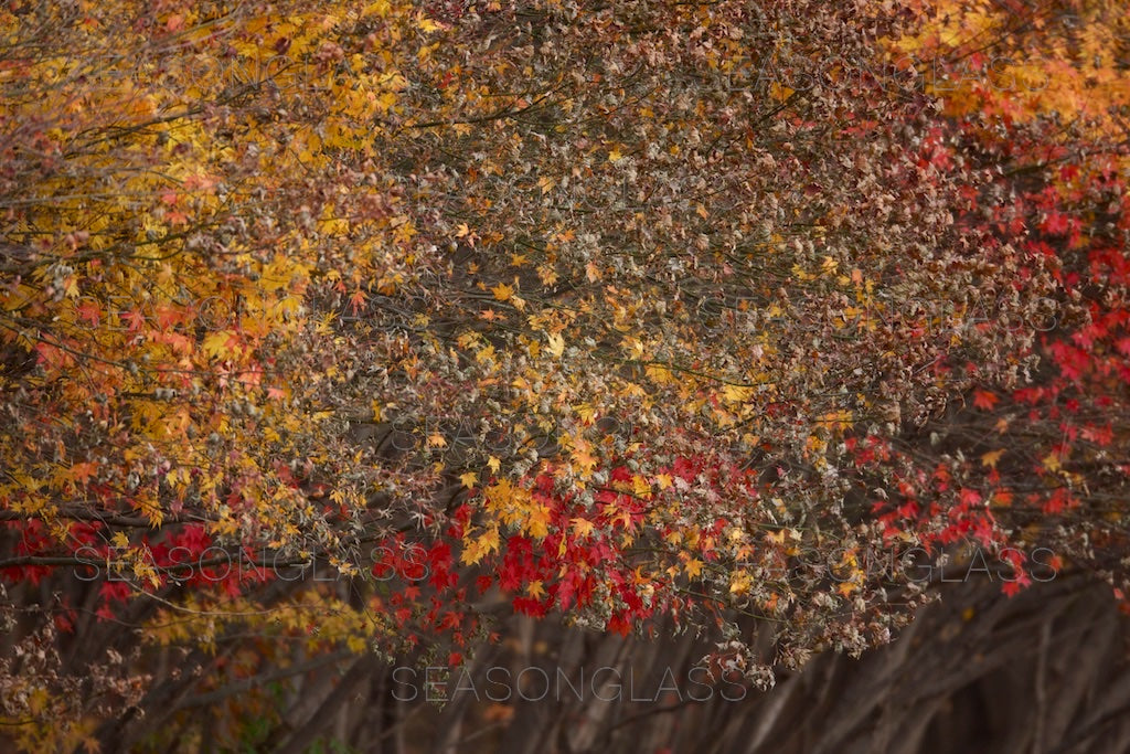 Maple Trees in Autumn