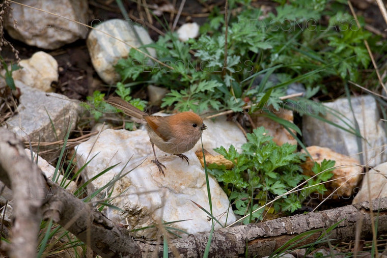 Vinous-throated Parrotbill