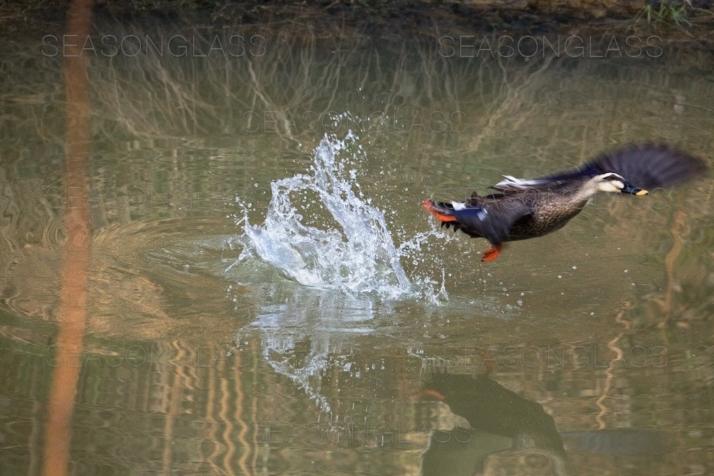 Spot-billed Duck