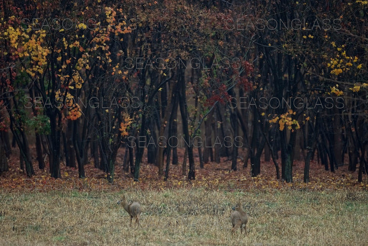 Water Deer