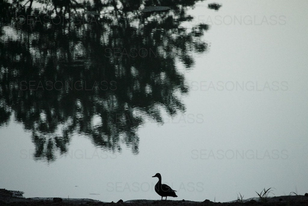 Reflection and Duck