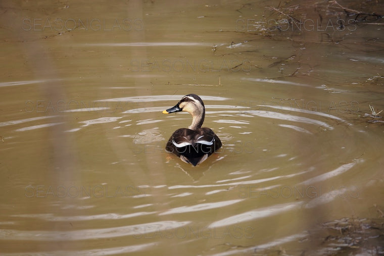 Spot-billed Duck
