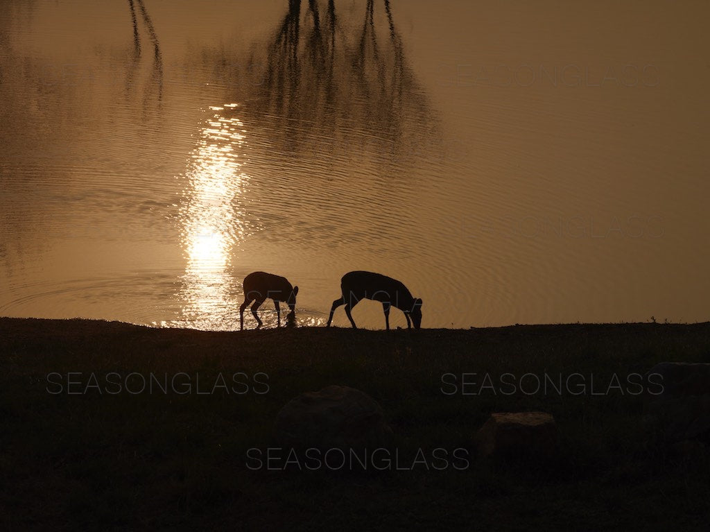 Water Deer