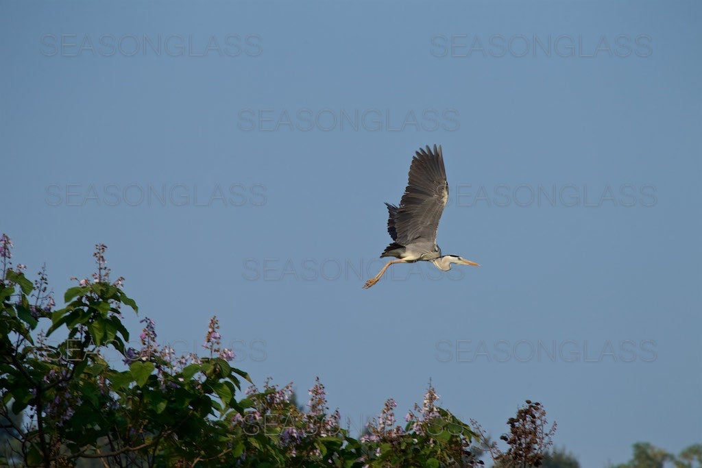 Grey Heron