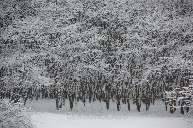 Woods in Winter