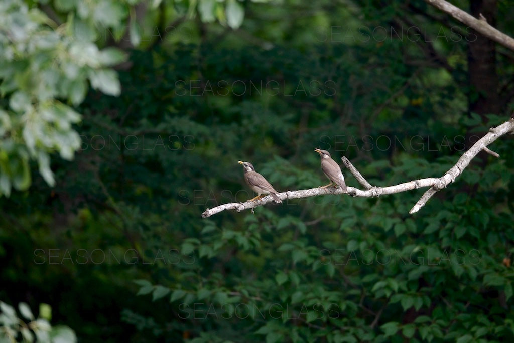 White-cheeked Starlings