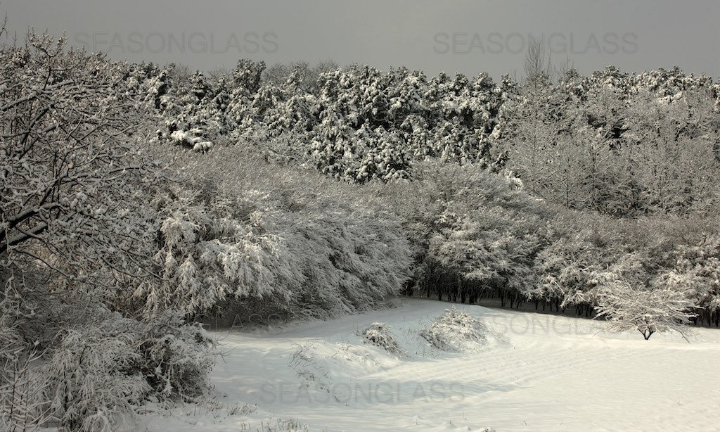 Maple Trees in Winter