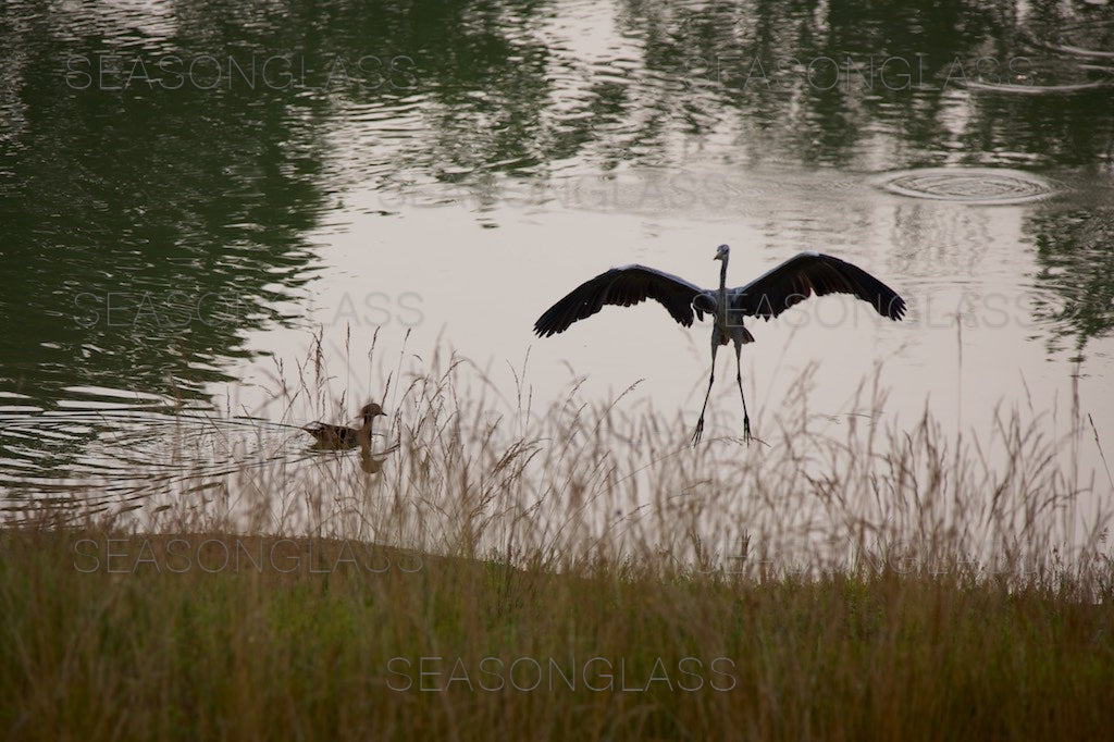 Grey Heron and Mandarin Duck