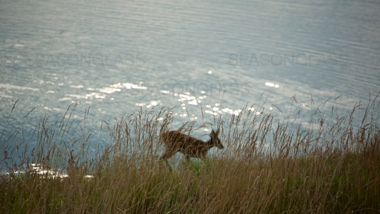 Water Deer