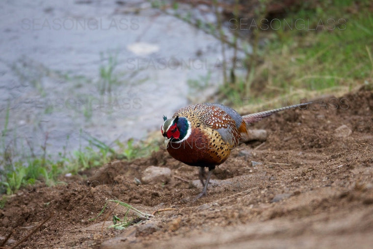 Pheasant