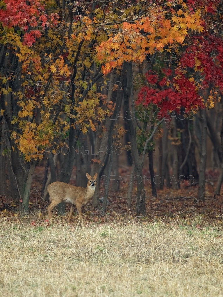 Water Deer