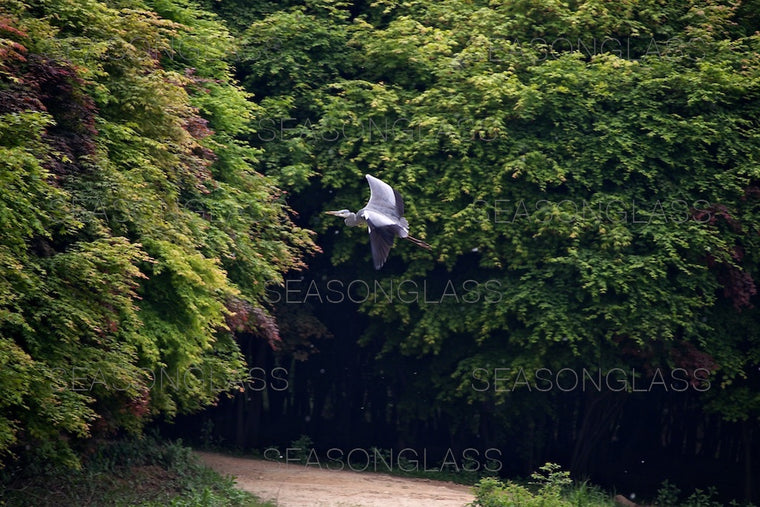 Grey Heron