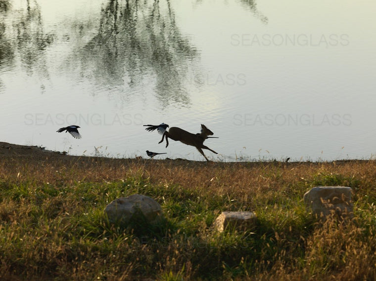 Magpies and Water Deer