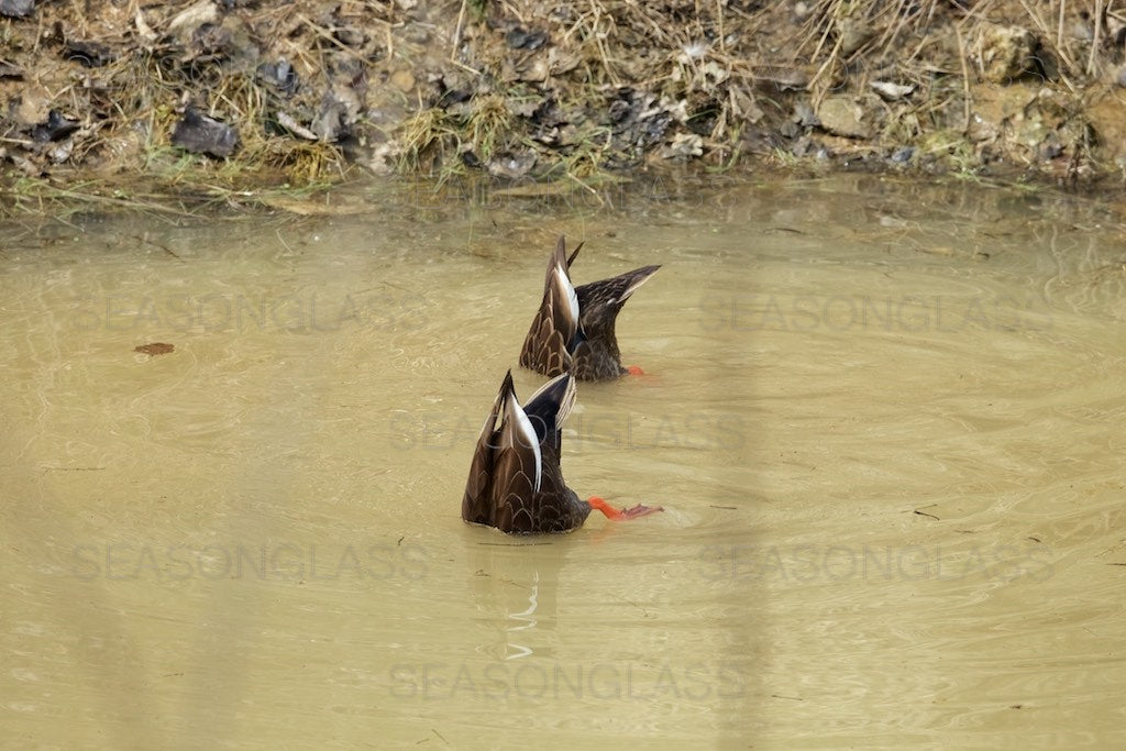 Spot-billed Ducks