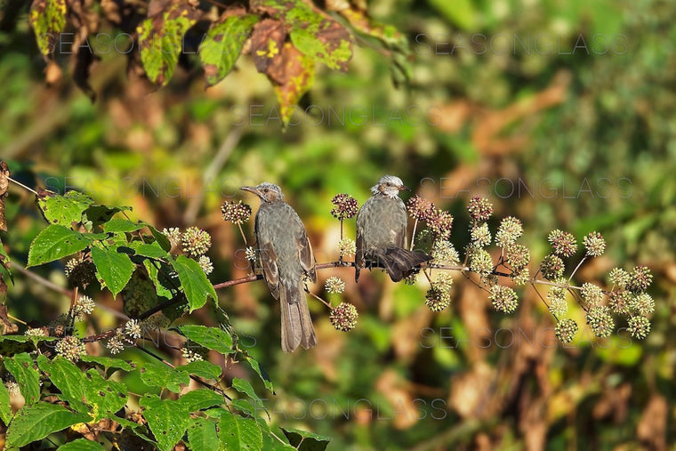 Brown-eared Bulbul