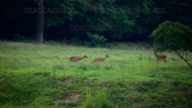 Water Deer