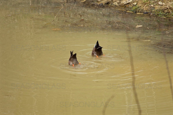 Spot-billed Ducks – Ahae