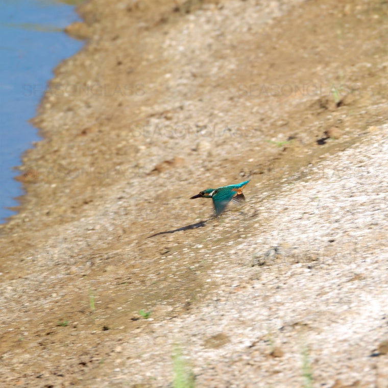 Common Kingfisher