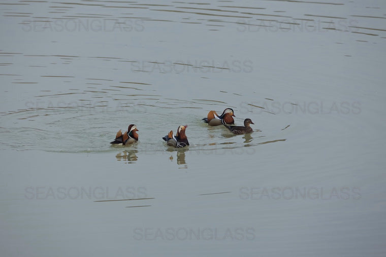 Mandarin Ducks