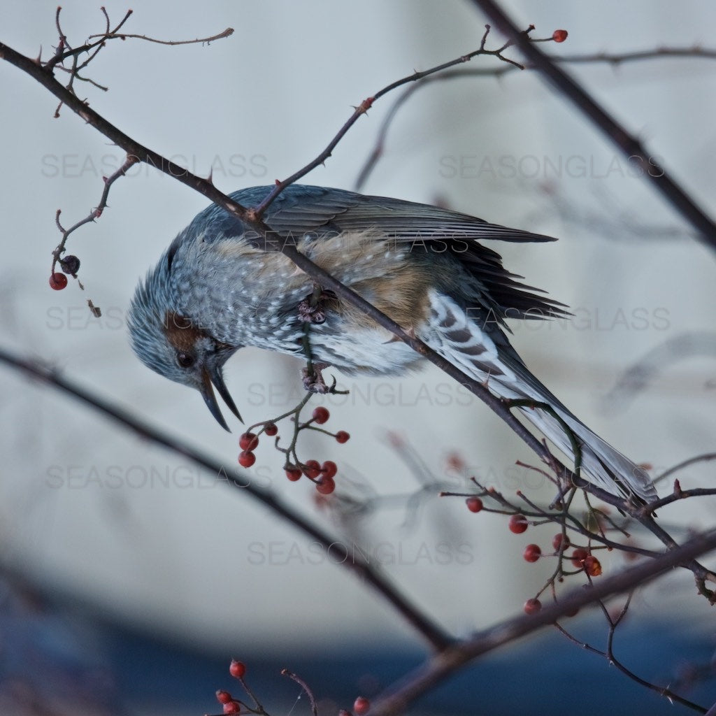 Brown-eared Bulbul