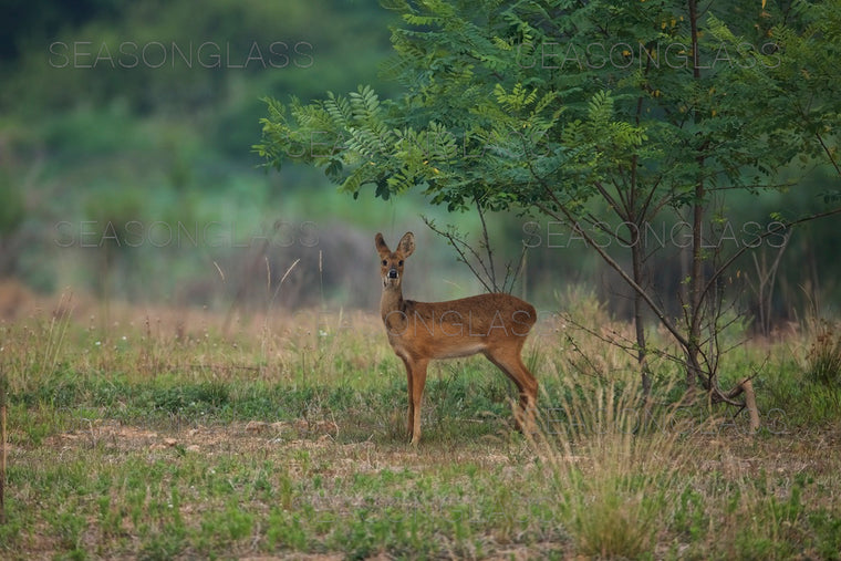 Water Deer