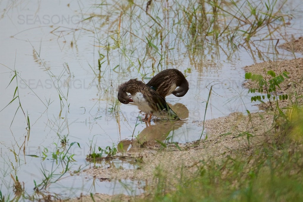 Male Mandarin Ducks