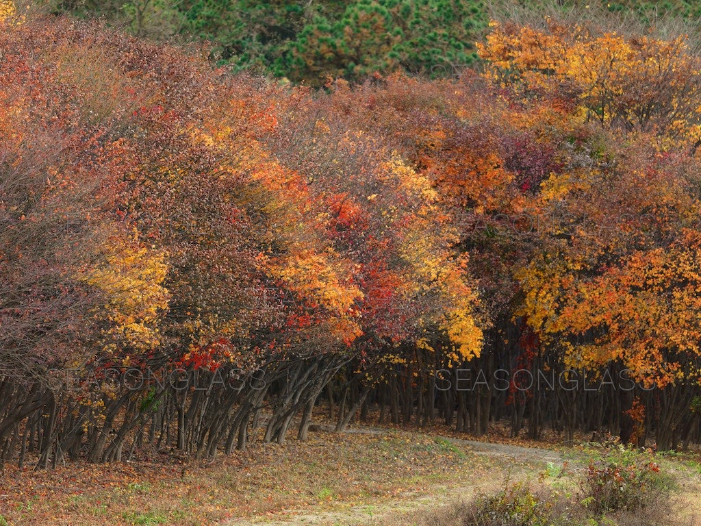 Maple Trees in Autumn