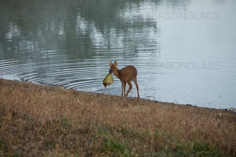 Water Deer