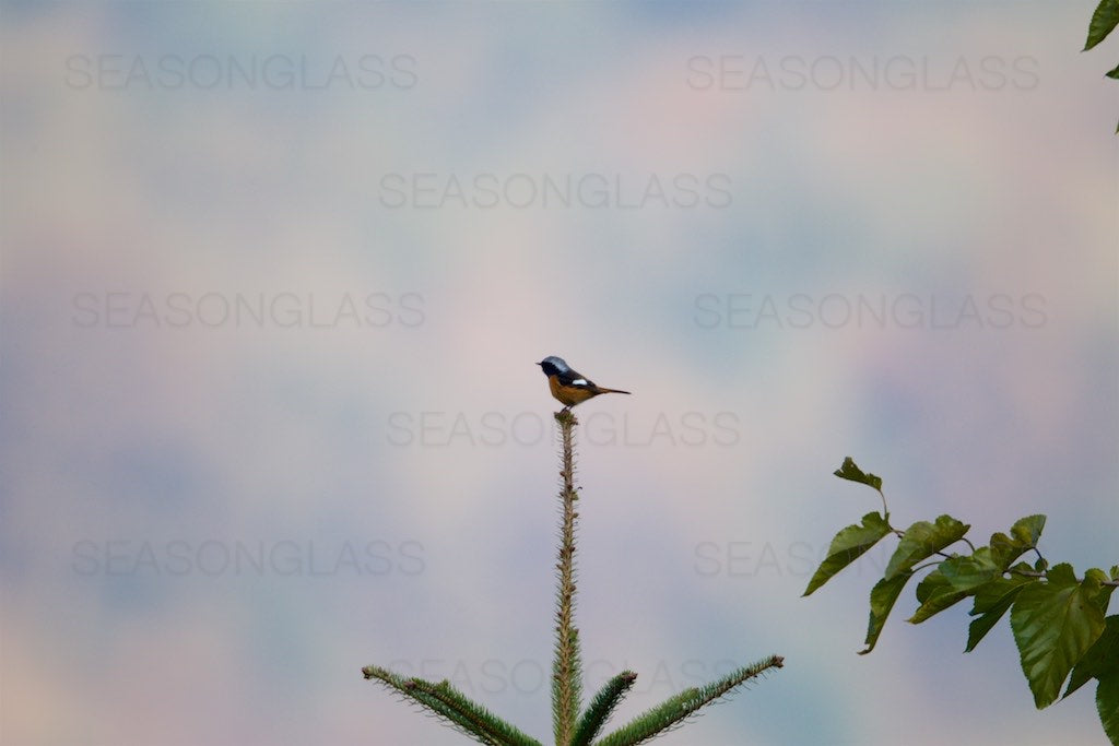 Male Daurian Redstart