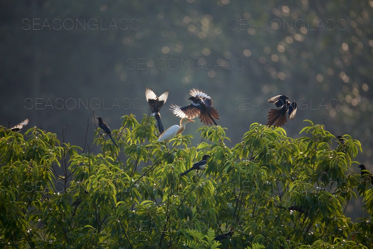 Magpies and Cattle Egret