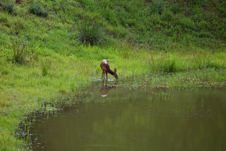 Water Deer