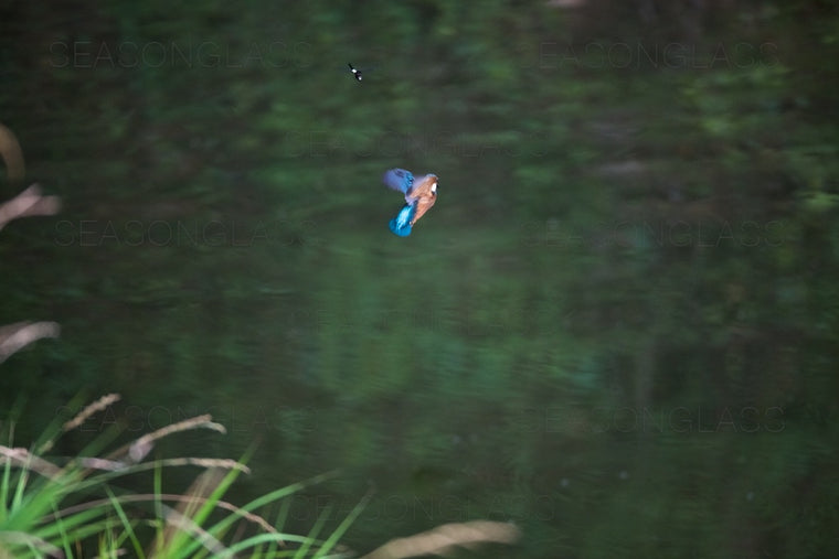 Common Kingfisher and Dragonfly