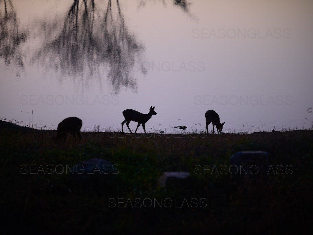 Water Deer