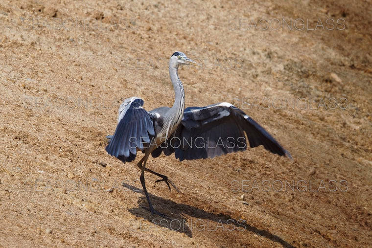 Grey Heron