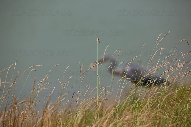 Grey Heron