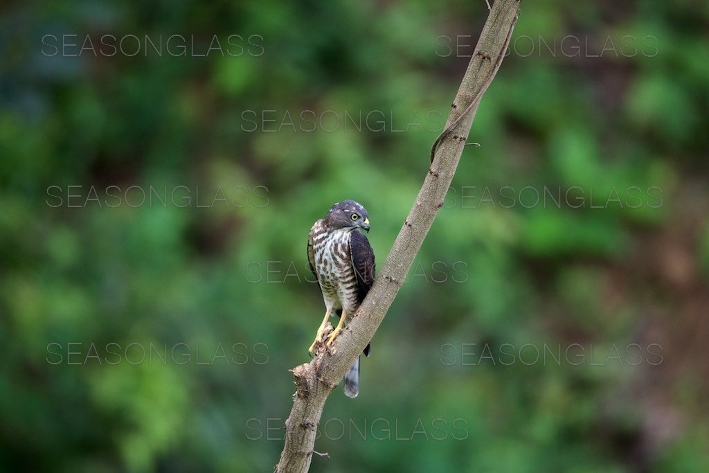 Chinese Sparrowhawk