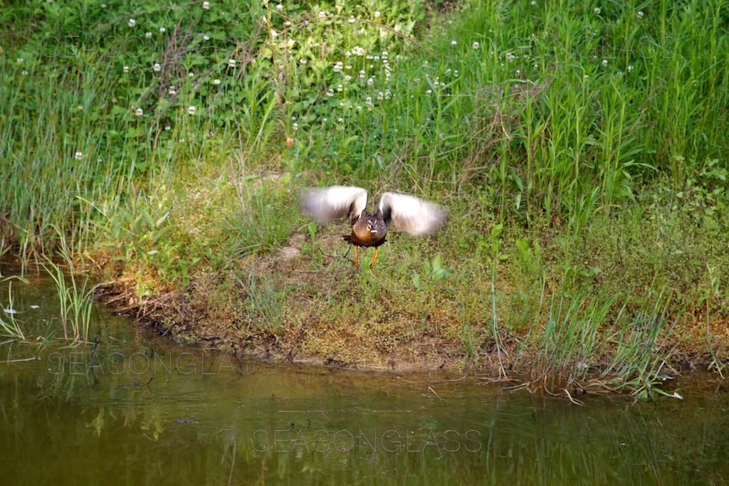 Spot-billed Duck