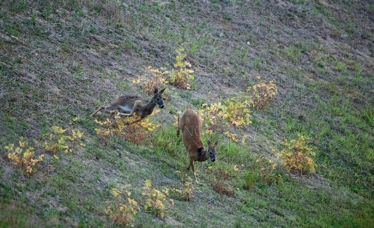 Water Deer