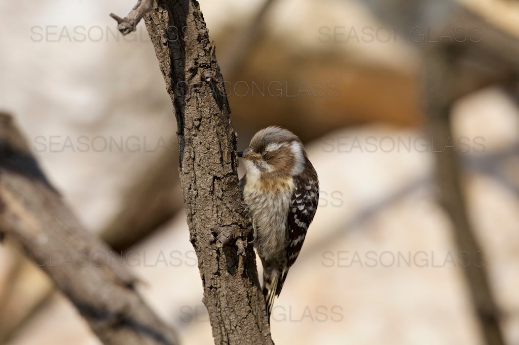 Pygmy Woodpecker