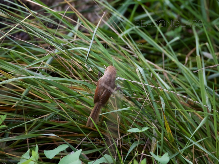 Vinous-throated Parrotbill
