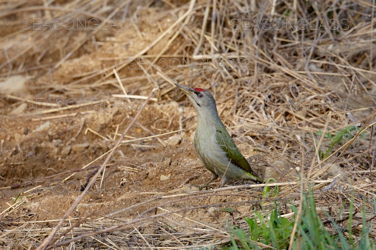 Grey-headed Woodpecker