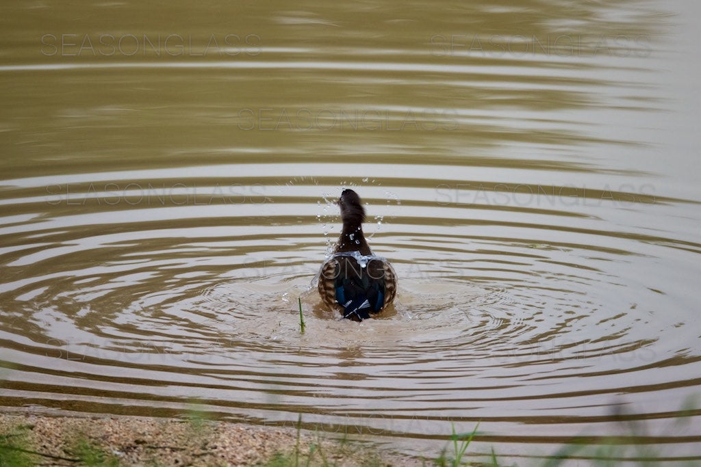 Male Mandarin Duck