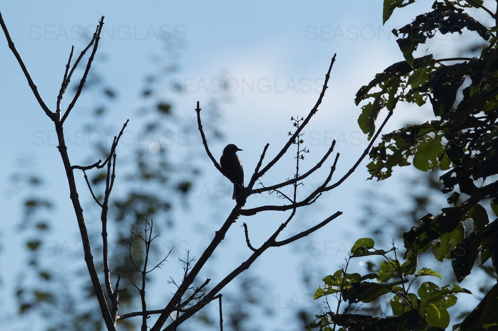 Brown-eared Bulbul