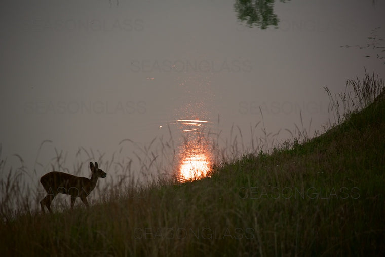 Water Deer