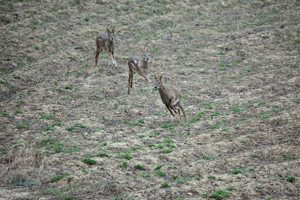 Water Deer in Winter