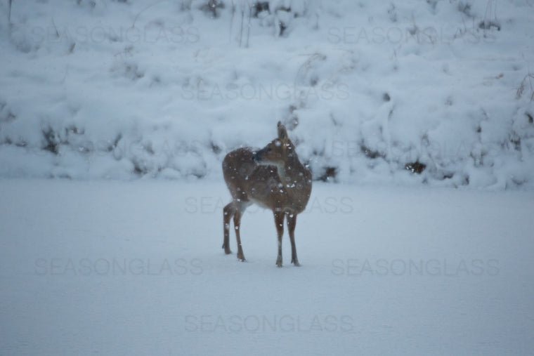 Water Deer