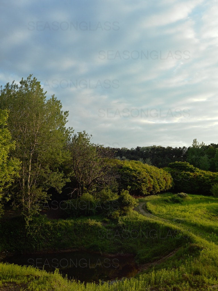 Woods in Late Spring