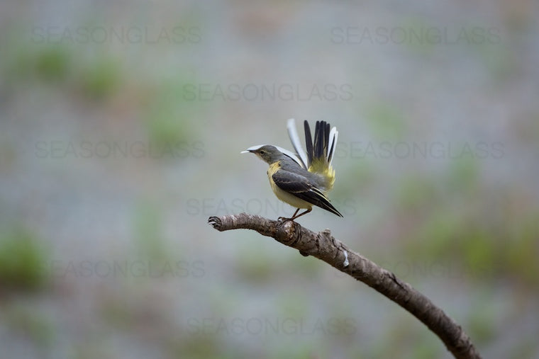 Grey Wagtail